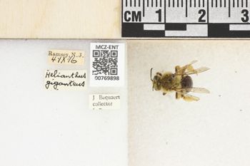 Media type: image;   Entomology 769898 Aspect: Labels